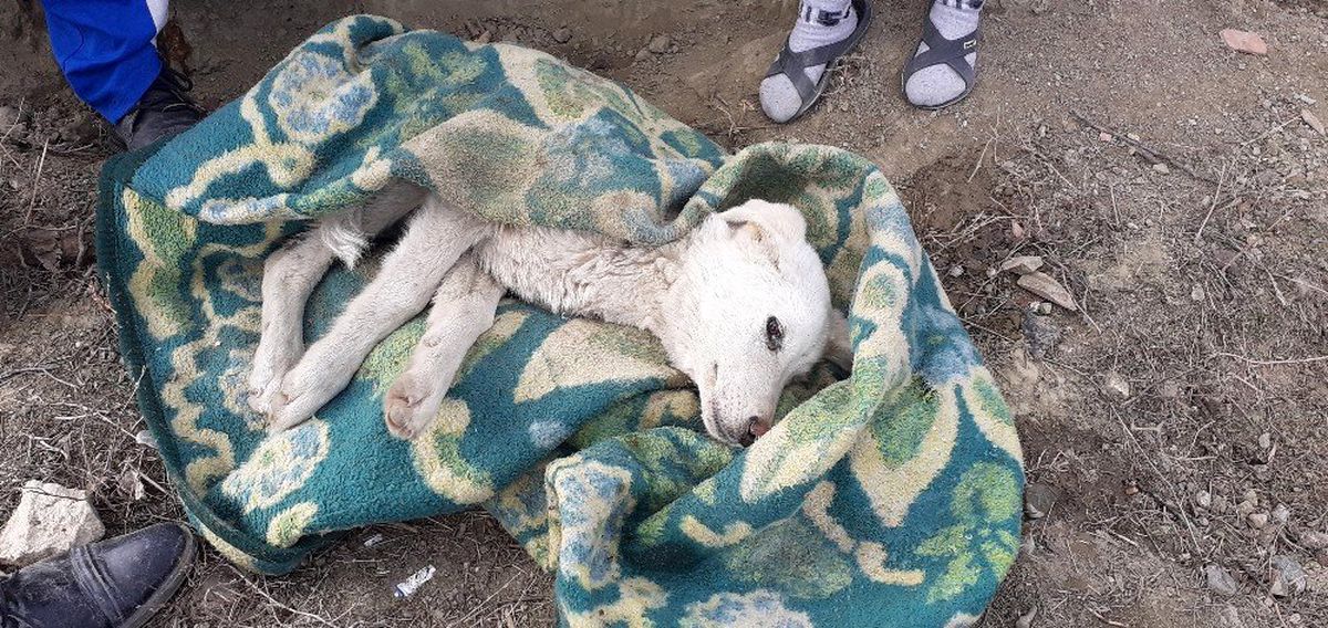 Engelli genç felçli köpeğe sahip çıktı
