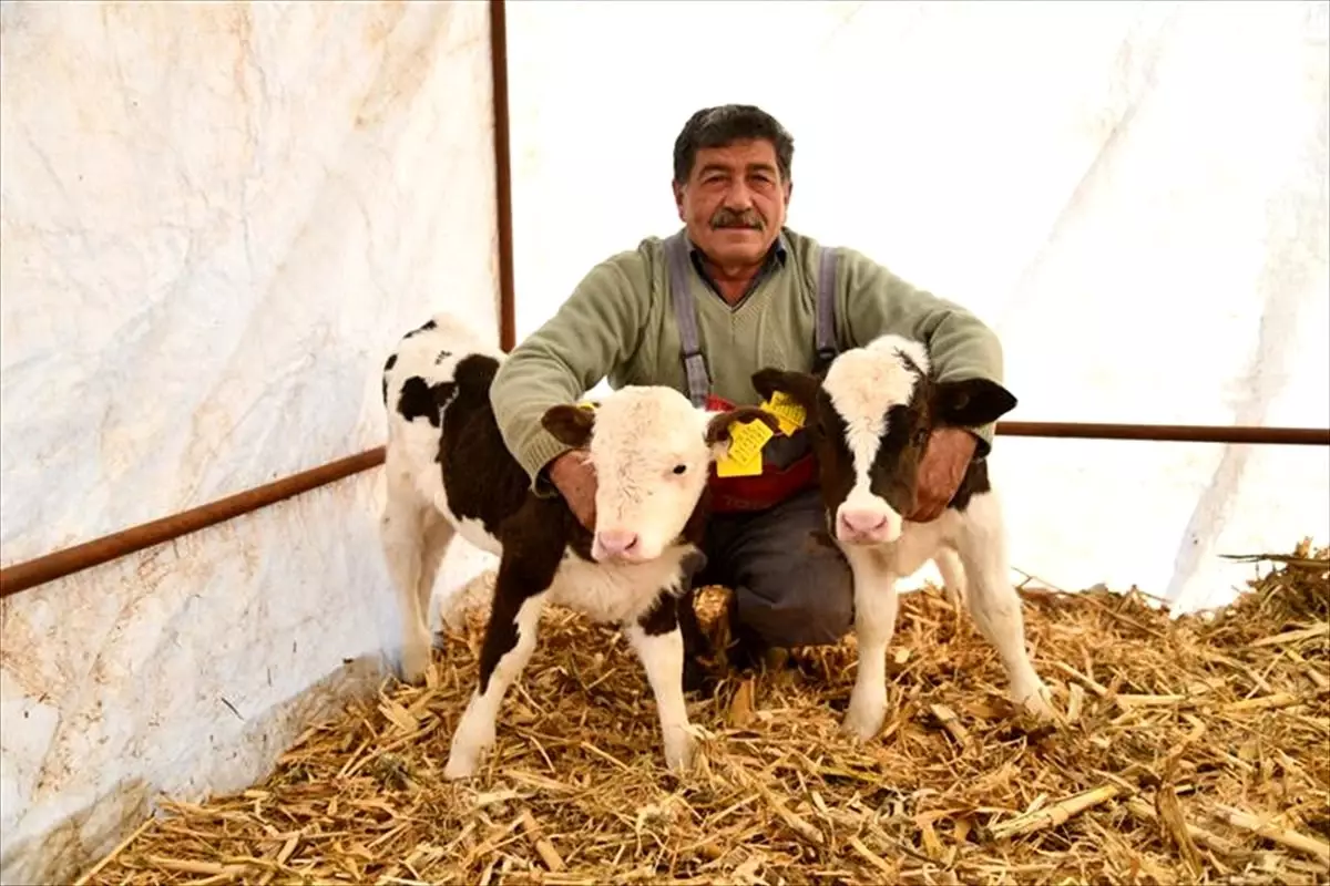 Kayserili besicinin iki ineği ikiz buzağı dünyaya getirdi