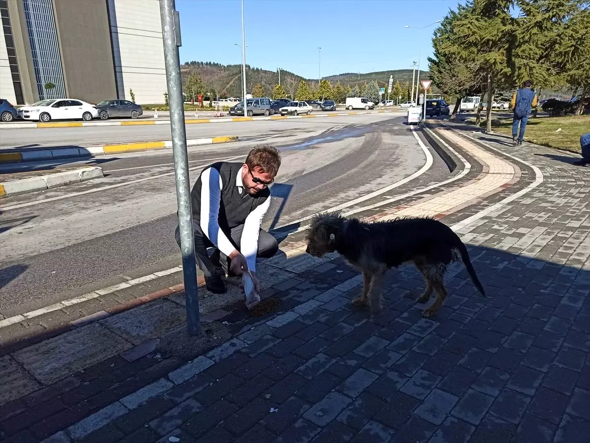 Kocaeli\'de "hayvan dostu" belediye otobüsleri yollarda