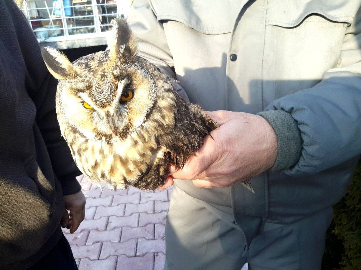 Konya\'da kulaklı orman baykuşu bulundu