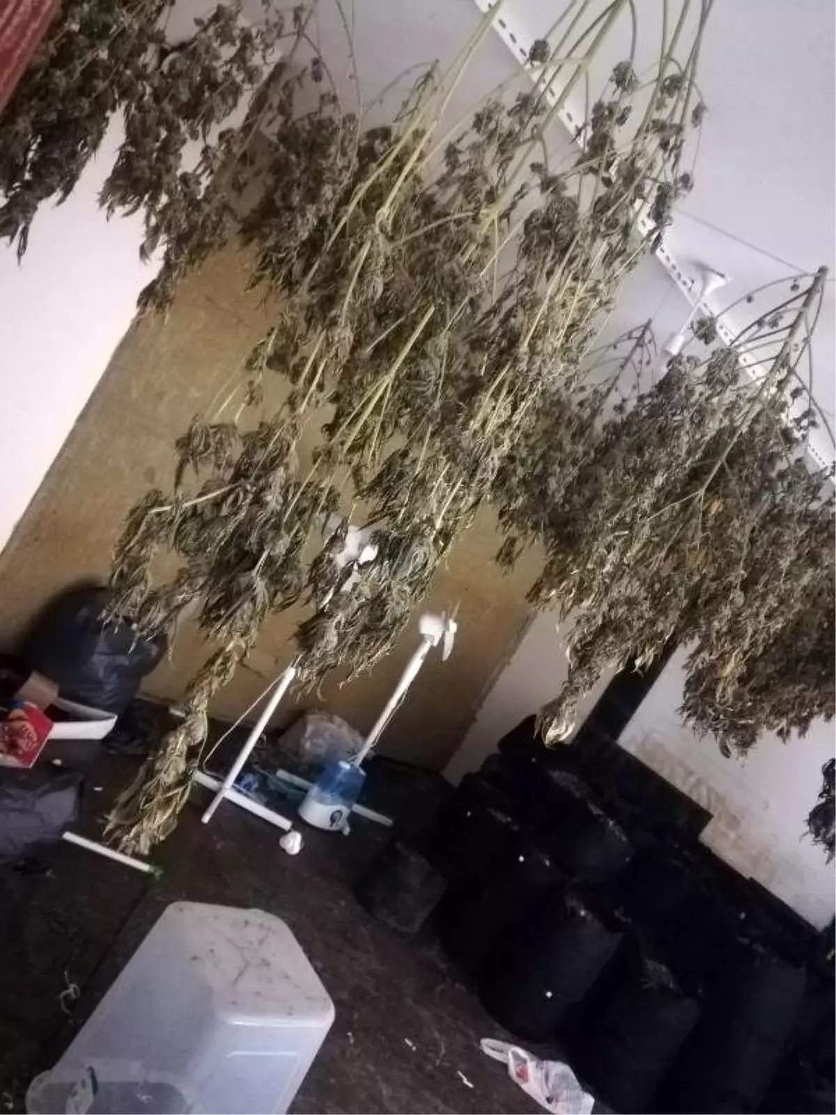 Maltepe\'de hırsız giren ev uyuşturucu serası çıktı