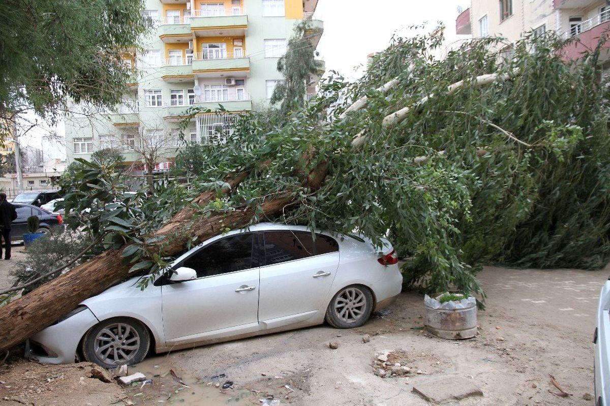 Mardin\'de şiddetli rüzgar dev ağacı otomobilin üzerine devirdi