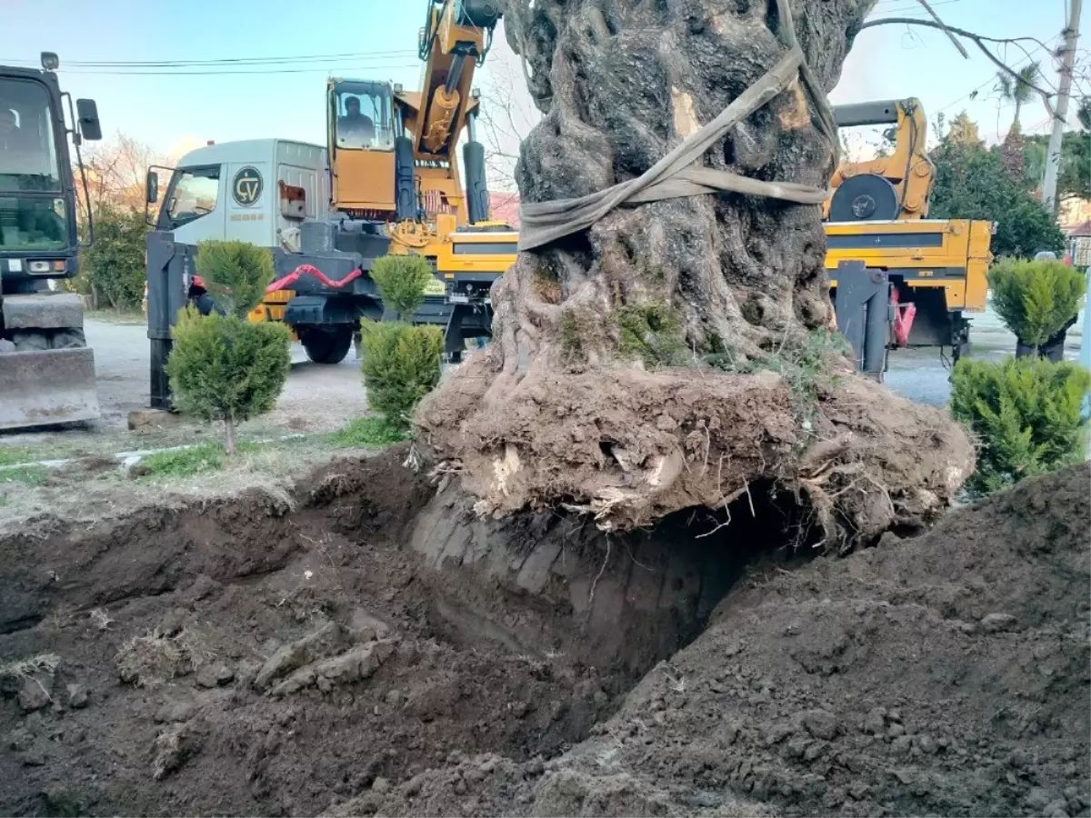 (Özel Haber) Bin yıllık zeytin ağacı yeni yerine taşındı