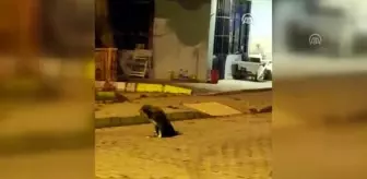 Silivri'de silahla vurulan 'Şirin' isimli köpek artık koşabiliyor