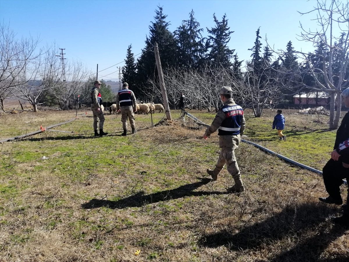 Kahramanmaraş\'ta 19 koyun çalan hırsızları jandarma yakaladı