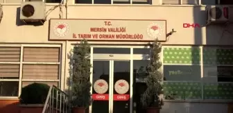 Mersin-bakan pakdemirli'nin sahip çıktığı 'bobo', artık görebilecek