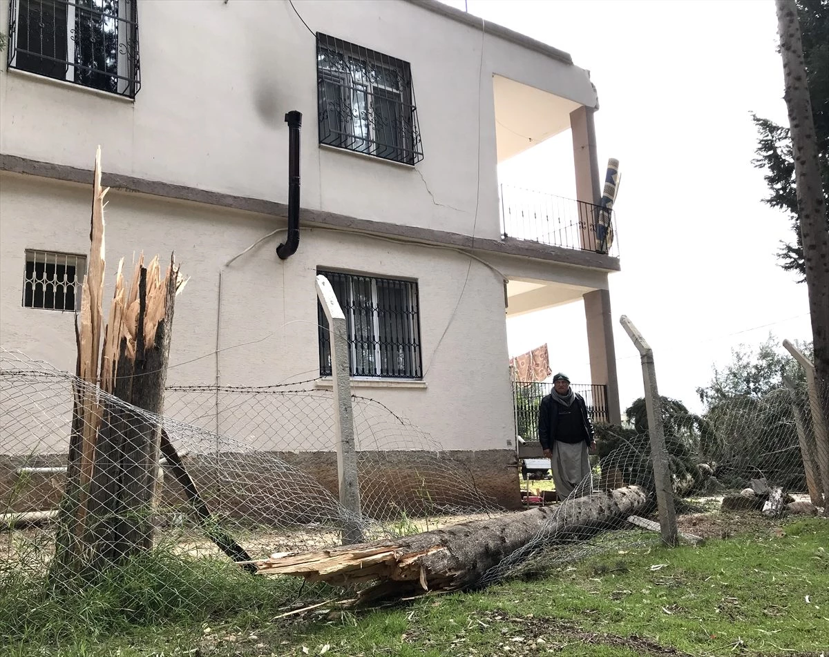 Adana\'da rüzgarda yıkılan ağaç eve zarar verdi