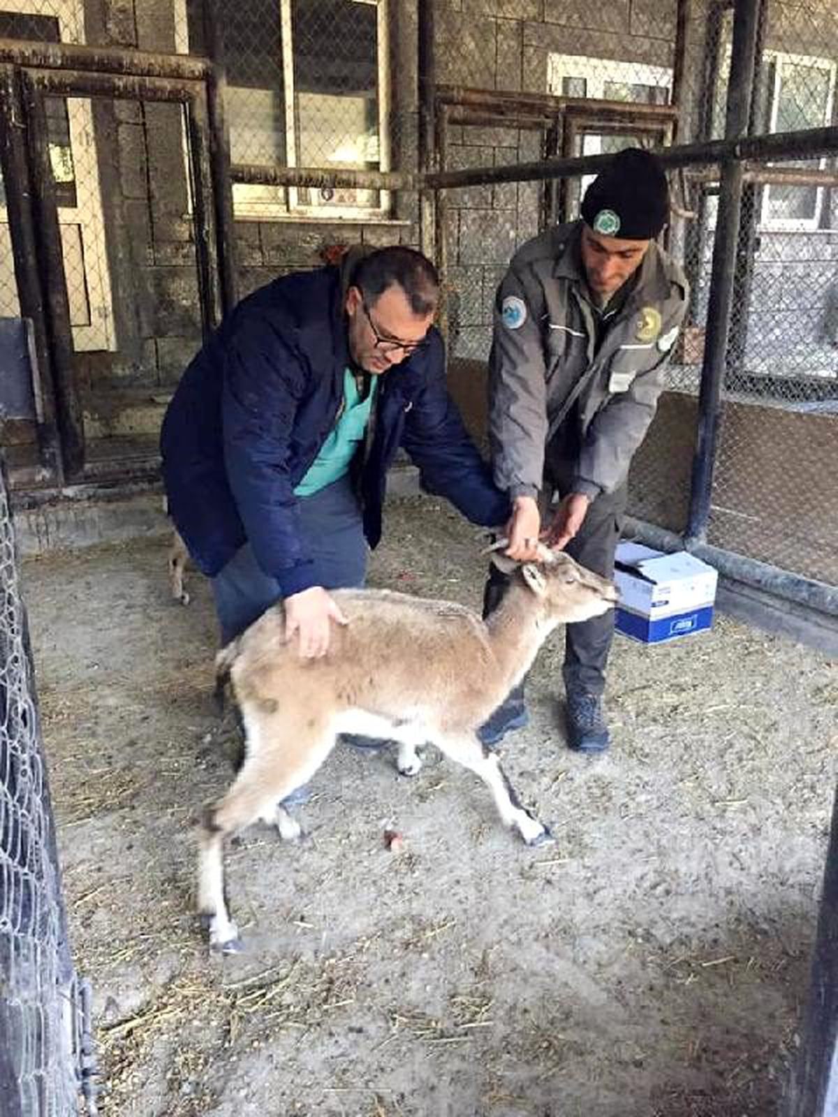 Bitkin halde bulunan yaban keçisi bakıma alındı