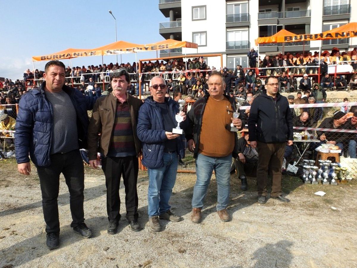 Burhaniye\'de deve güreşlerini 15 bin kişi izledi