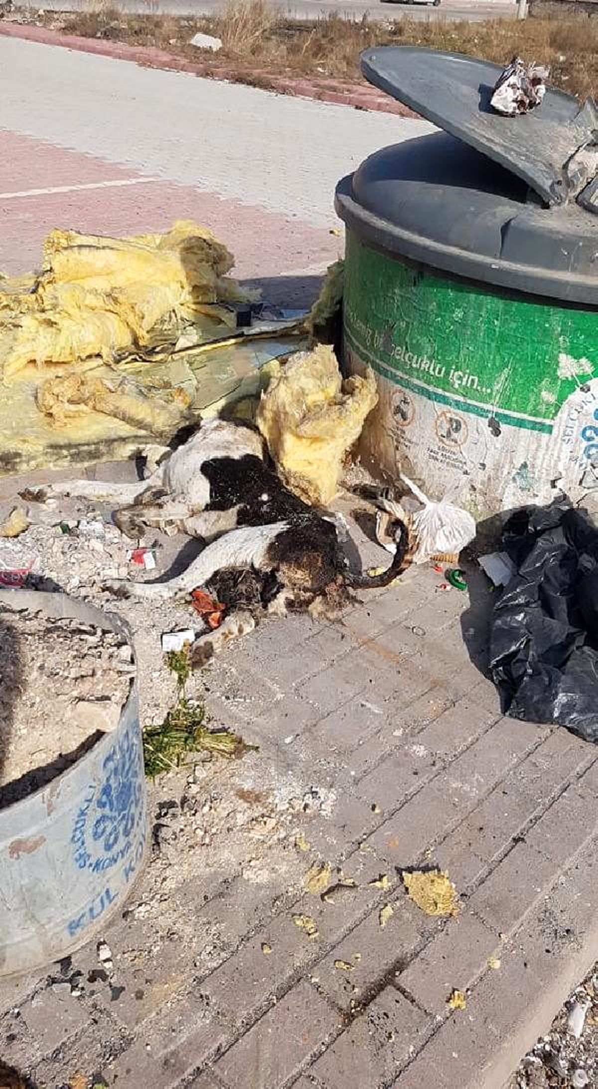 Çöpte bir kısmı yanmış köpek ölüsü bulundu