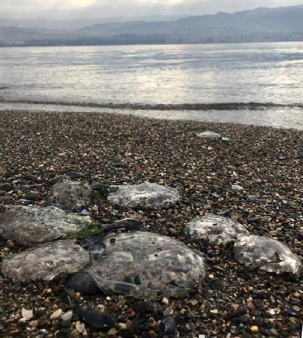 İzmit Körfezi\'nde deniz anası istilası