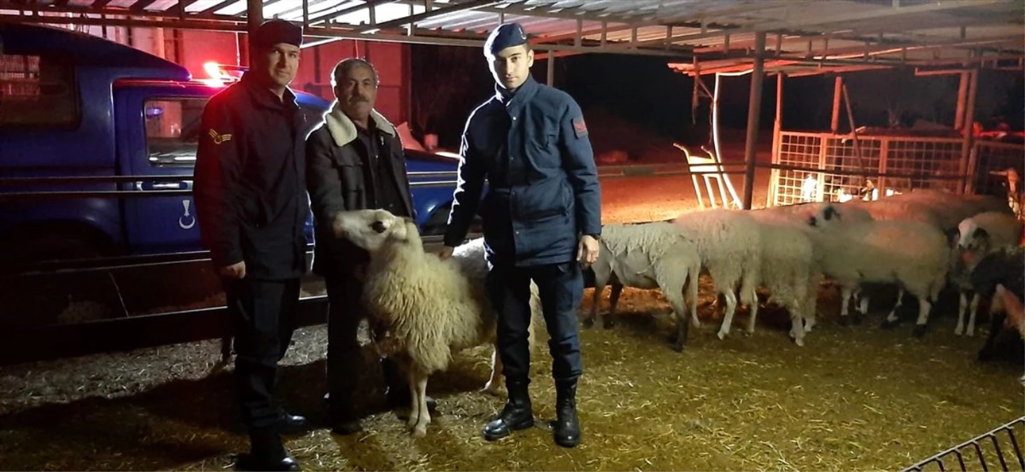 Kaybolan koyunları Jandarma buldu