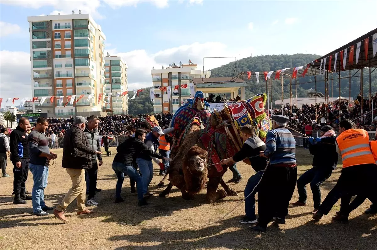 Kumluca 14. Geleneksel Deve Güreşleri yapıldı