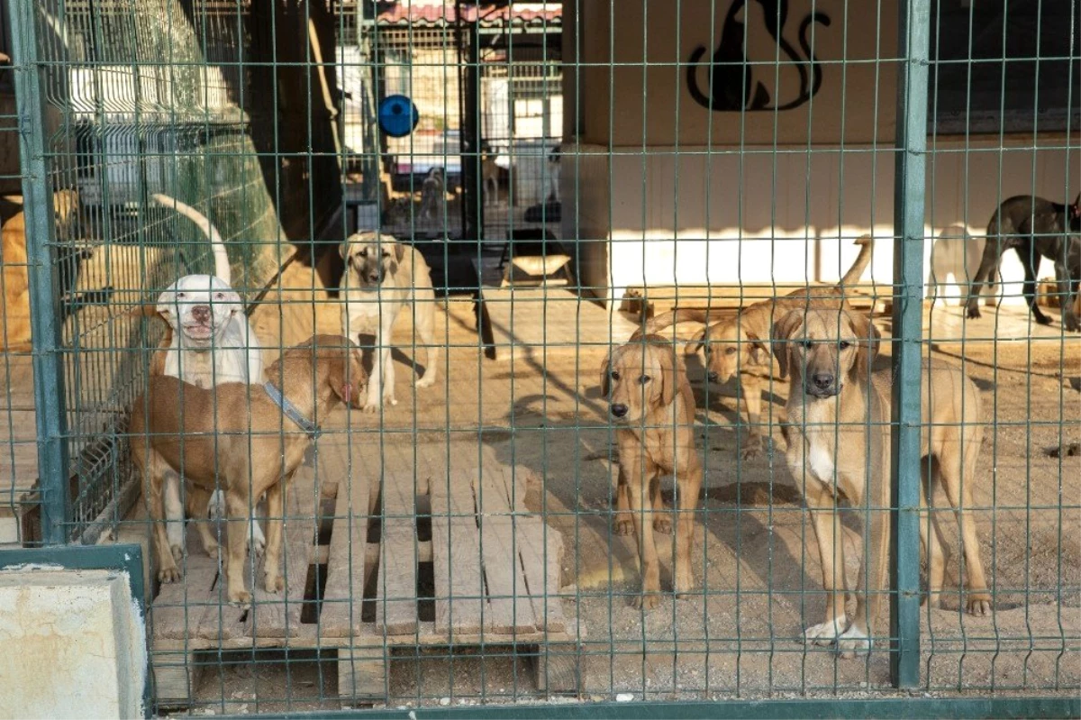 Mersin\'de 800 köpek ve 550 kedi sahiplendirildi