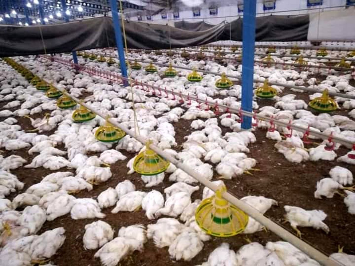 Sakarya\'da havalandırma fanları arızalanan çiftlikte 27 bin 500 tavuk telef oldu