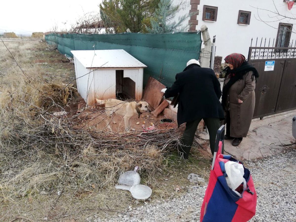 Aksaray\'da 20 yıldır pazar arabasıyla hayvanlara yiyecek taşıyor