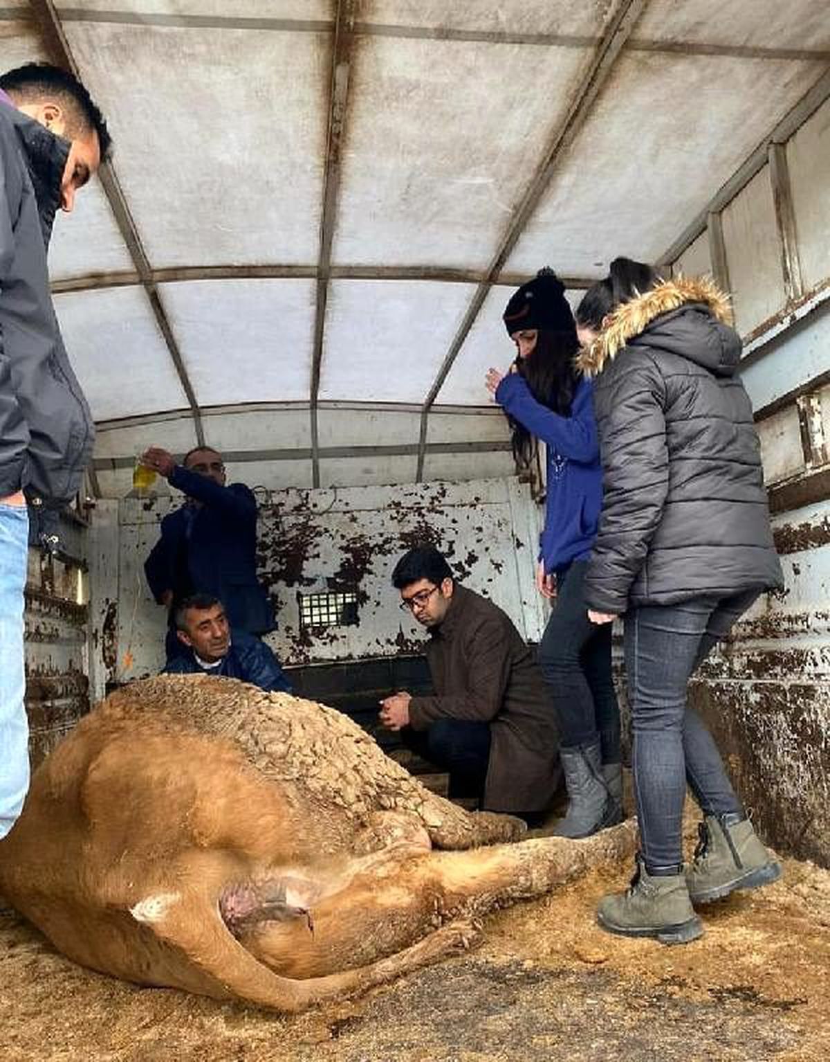 Depremde enkazdan kurtarılan hayvanlara AHBAP sahip çıktı