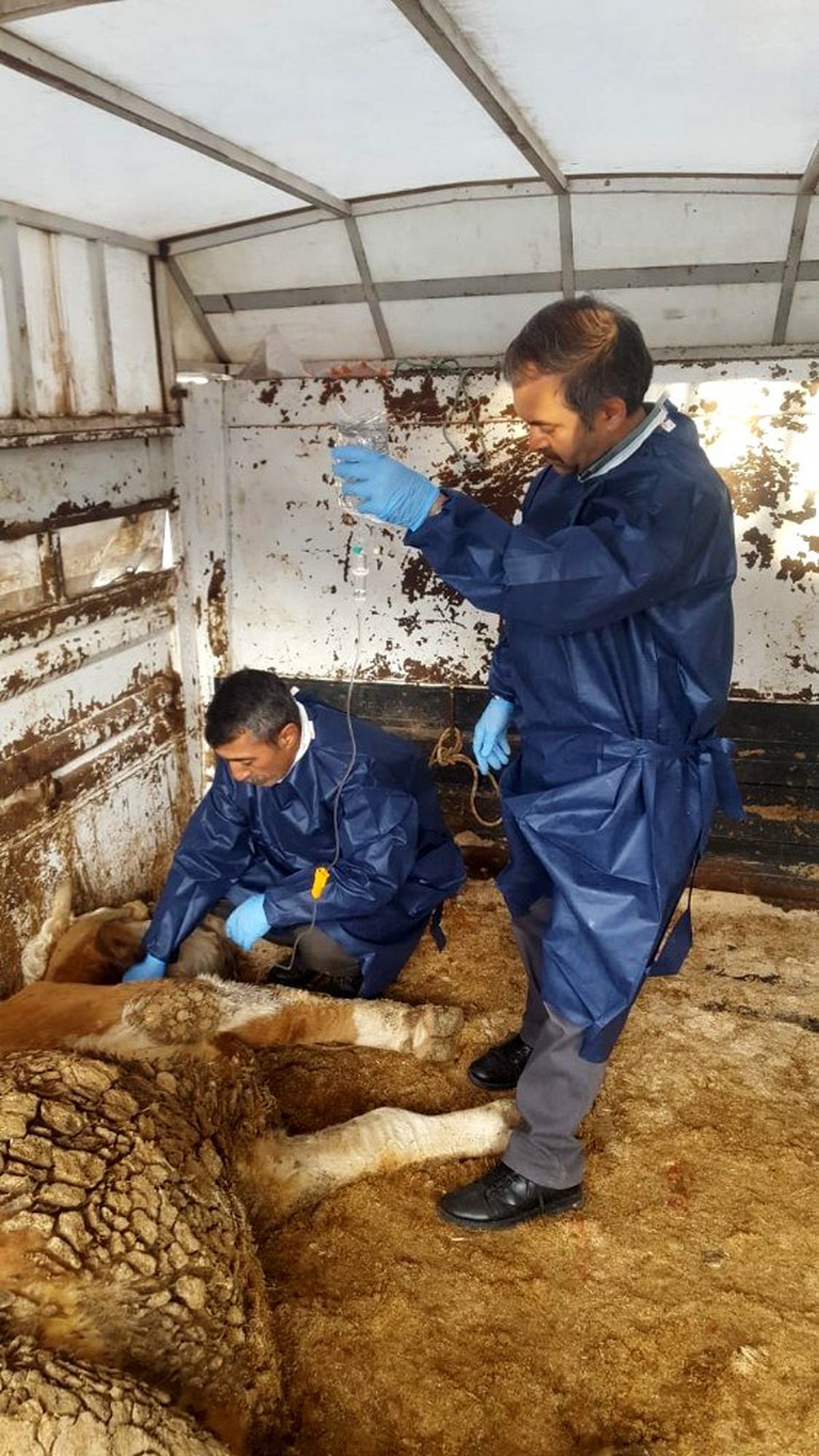 Depremde yaralanan hayvanlar tedavi edildi