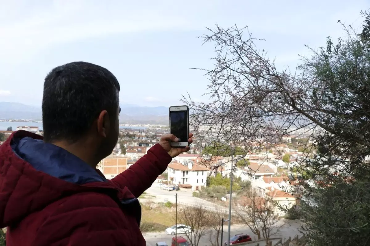 Fethiye\'de bademler çiçek açtı