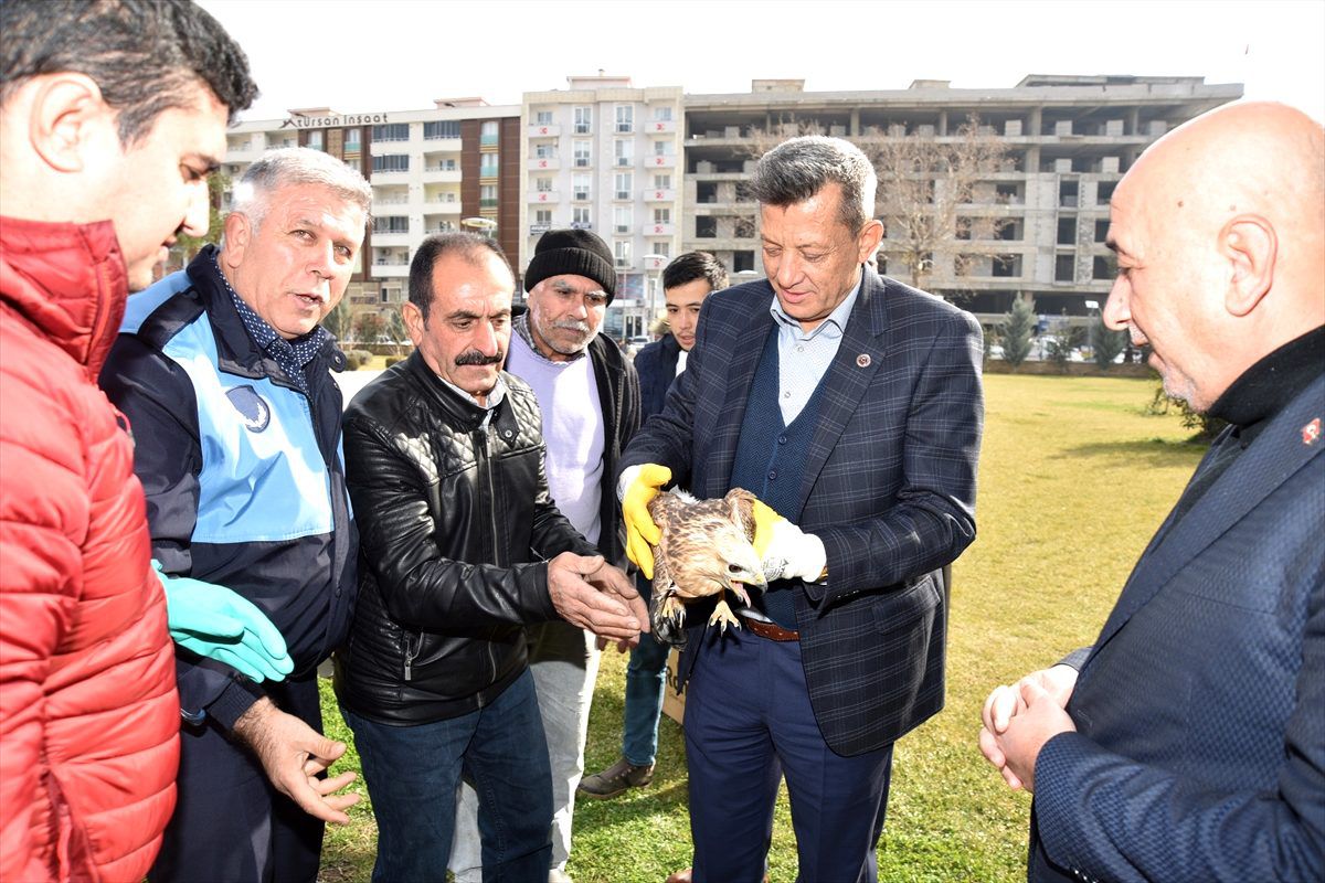 Kahramanmaraş\'ta yaralı bulunan şahin tedavi altına alındı