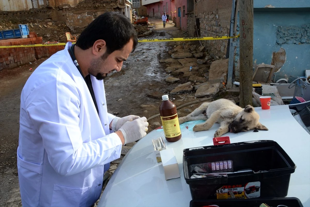 Malatya\'da gönüllü veterinerler depremden etkilenen hayvanları tedavi etti