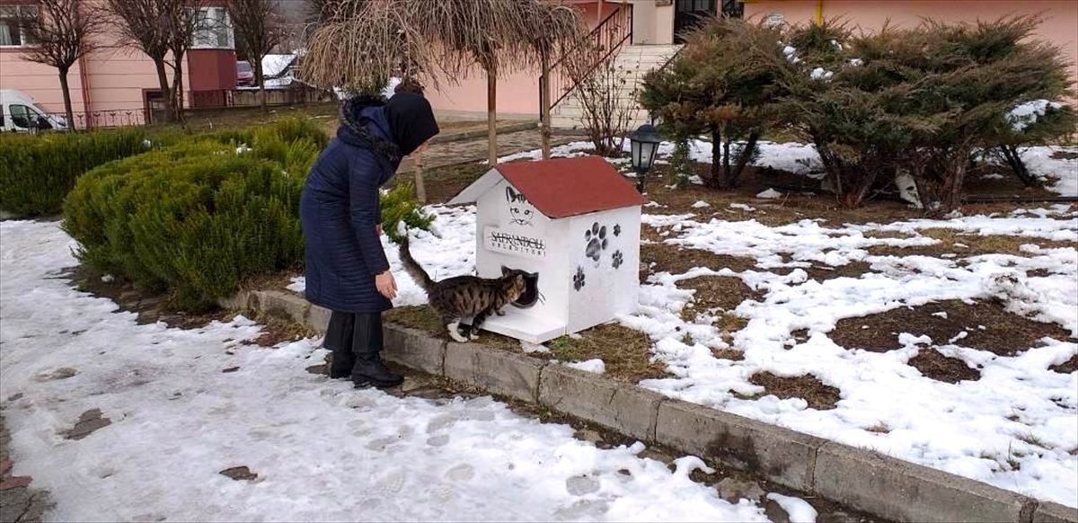 Sokak hayvanlarına tarihi Safranbolu konağı görünümünde barınak
