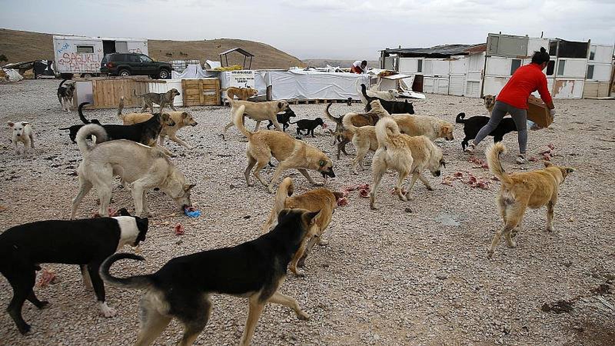 Ankara\'da 16 köpeği zehirleyen 3 kişiye 10\'ar yıl hapis cezası