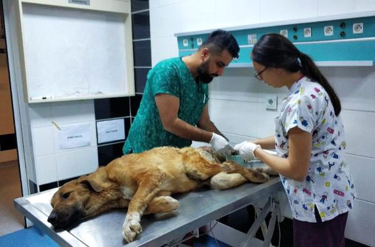 Çöpte bulunan felçli köpek sahiplendirildi