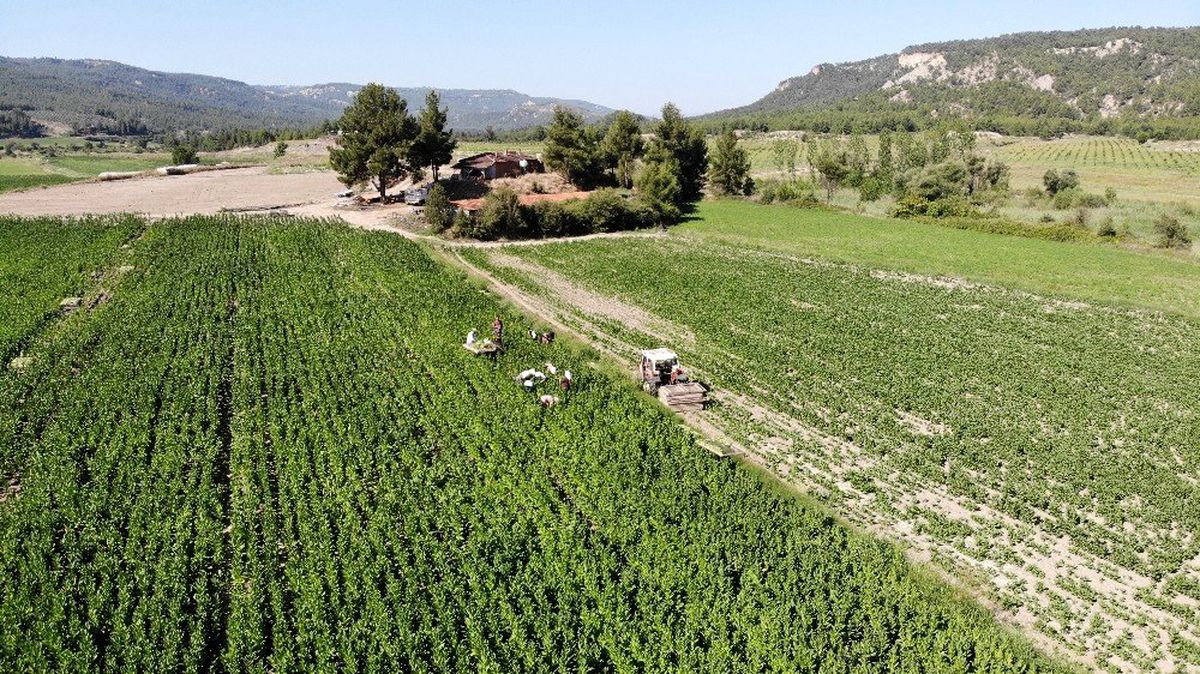 Denizli, kekik ve tütün üretiminde zirvede