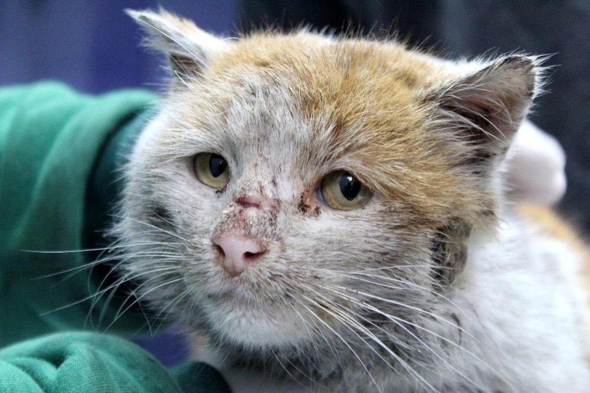 Depremzede kedi \'Toros\' Antalya\'da sıcak yuvasına kovuştu