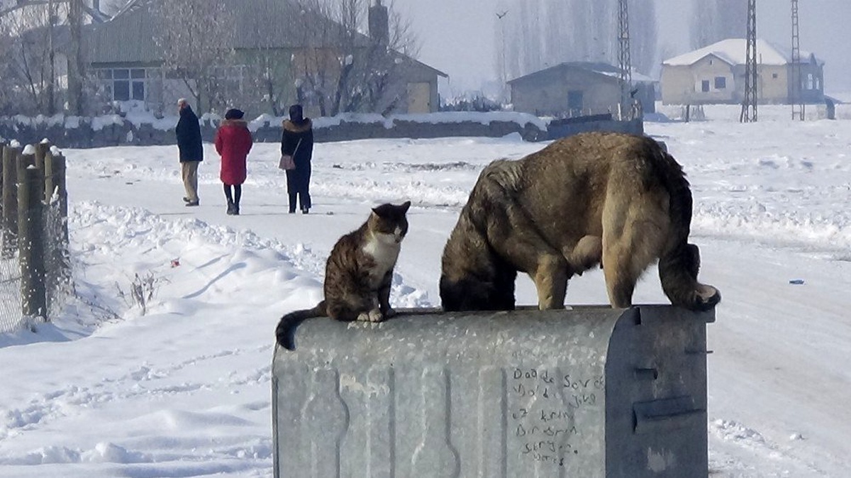 Dondurucu havada kedi ve köpeğin sıcak dostluğu