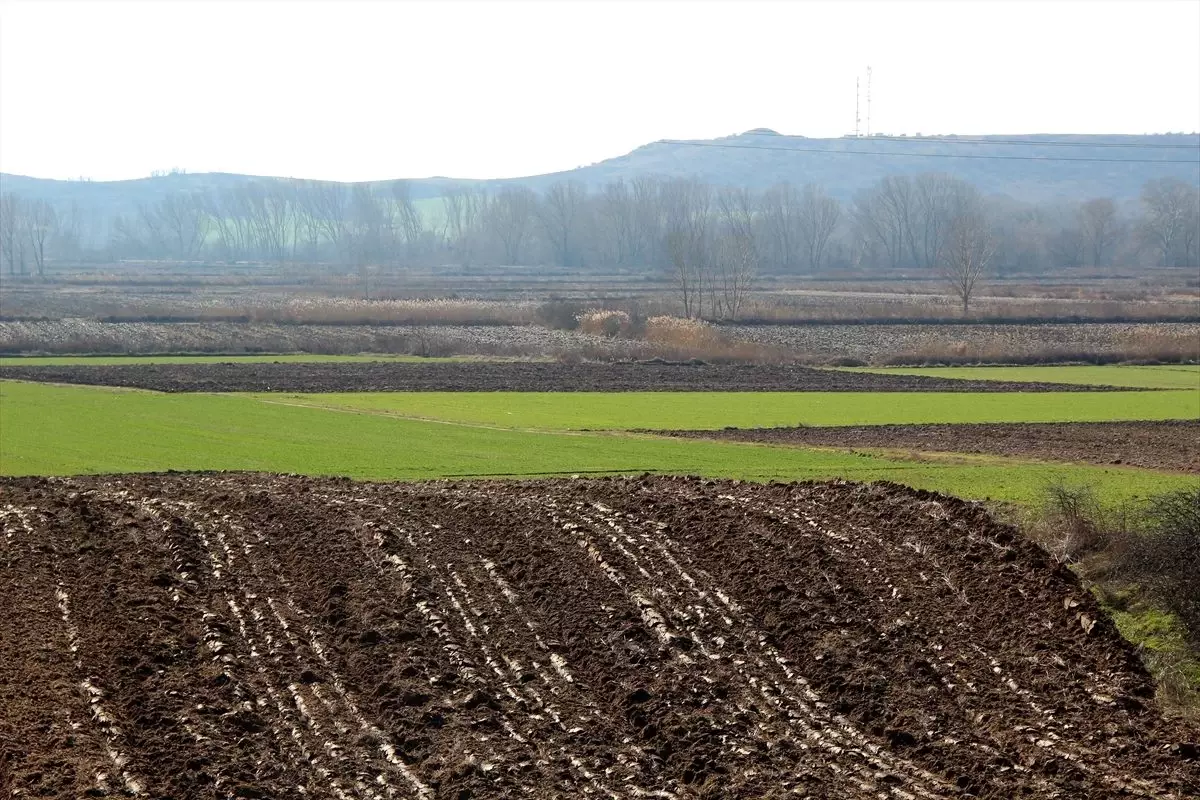 Edirne\'de yağışlar mahsule "can suyu" oldu