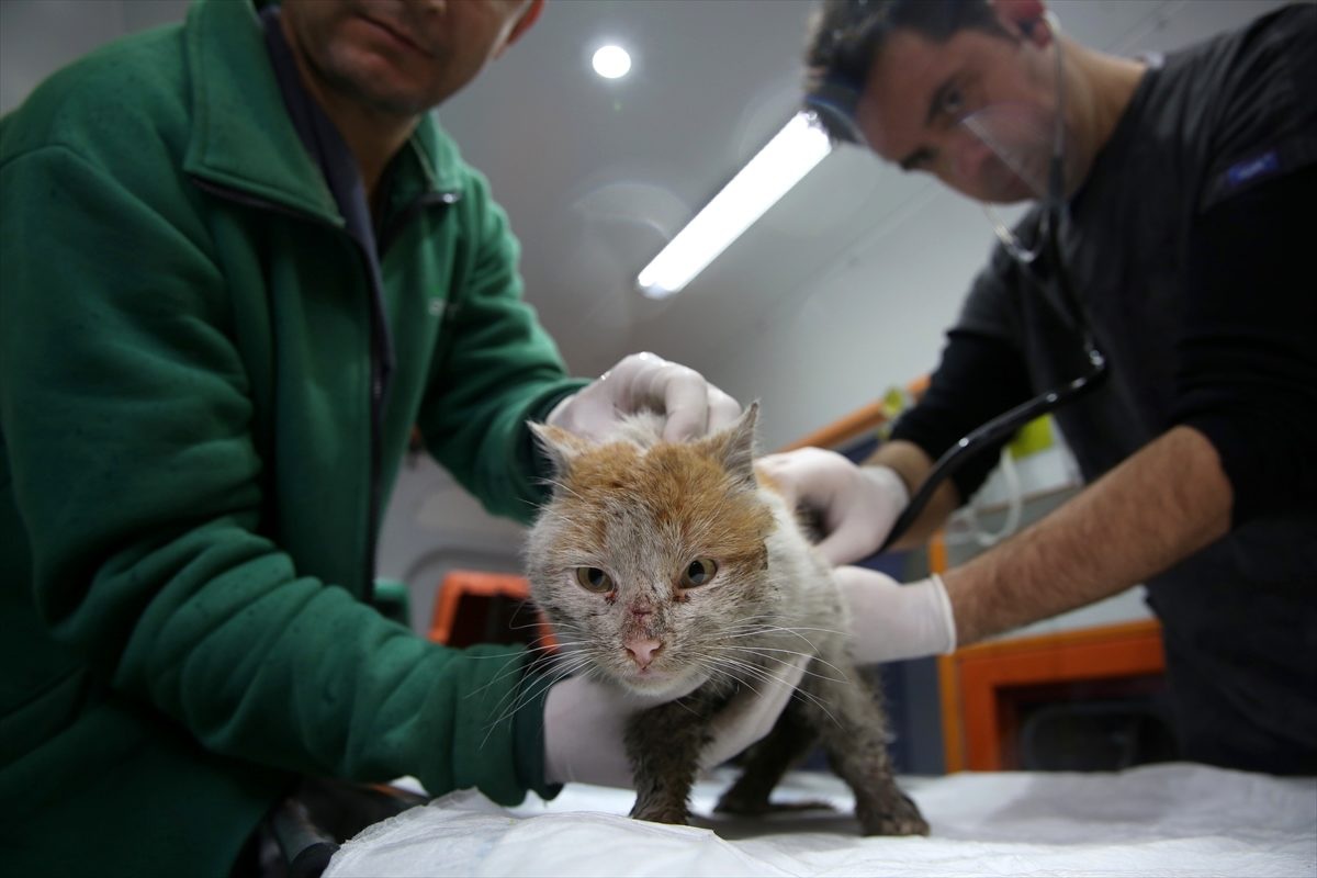 Enkaz altından çıkarılan kedi Antalya\'ya getirildi
