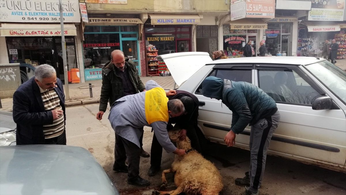 Karaağaç cinsi koyun, ikiz kuzu doğurdu