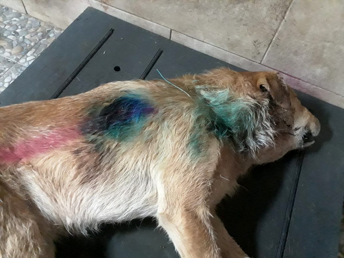 Kocaeli\'de silahla vurulan köpek tedaviye alındığı bakımevinde öldü