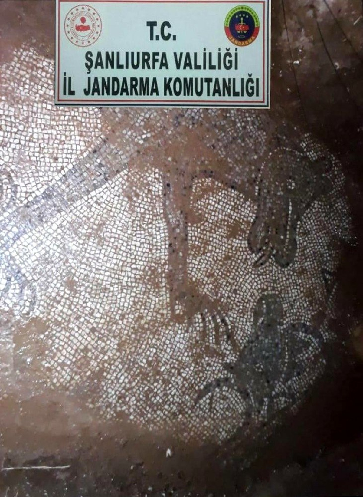 Şanlıurfa\'da izinsiz kazıda Roma dönemine ait mozaikler ortaya çıktı