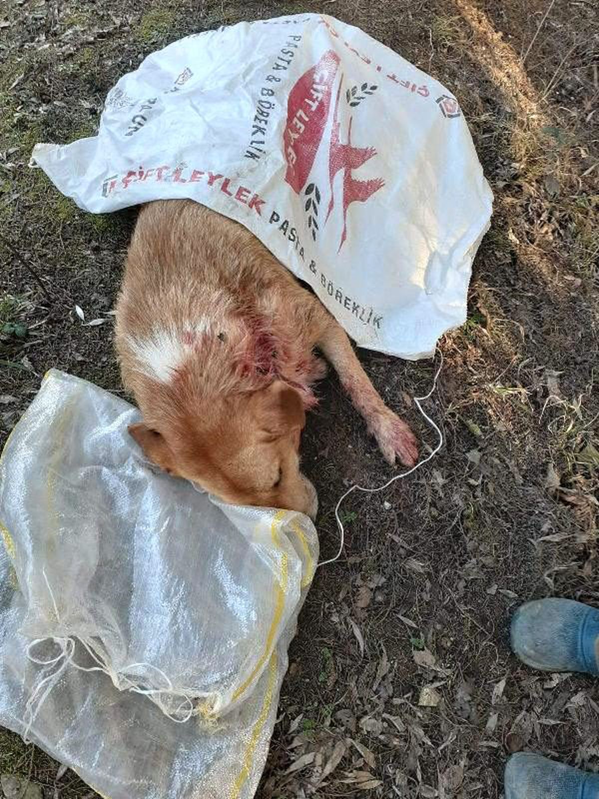 Sokak köpeğini tüfekle vurdular