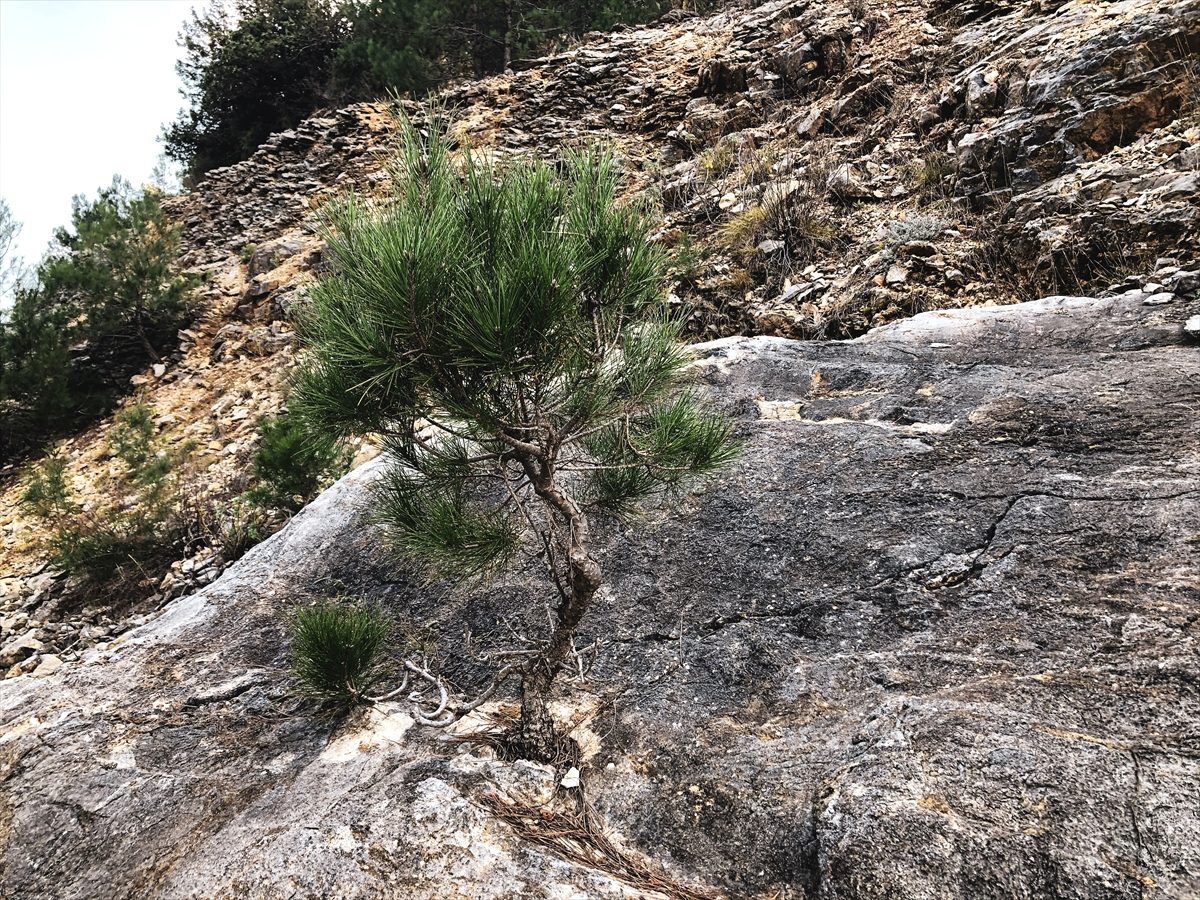 Antalya\'da kaya içinde yetişen çam fidanı şaşırtıyor