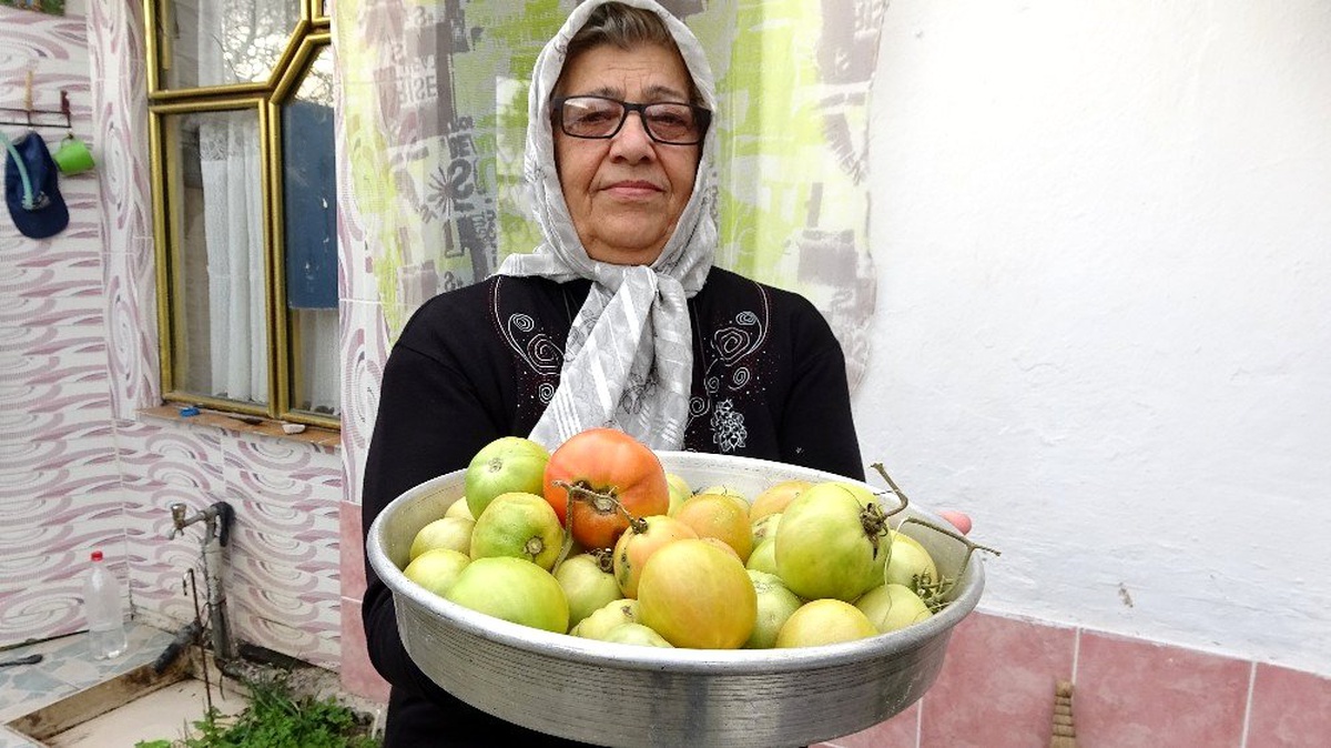 Evinin önüne ektiği domatesten Ocak ayına kadar ürün topladı