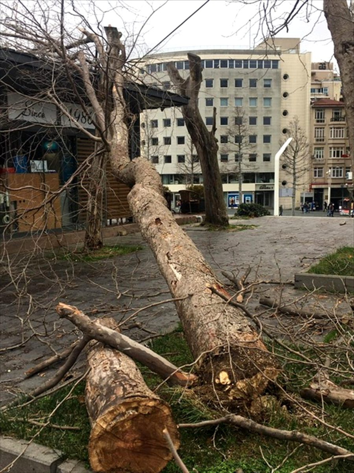 Gezi Parkı\'nda kuruyan ağaçlar kaldırılıyor