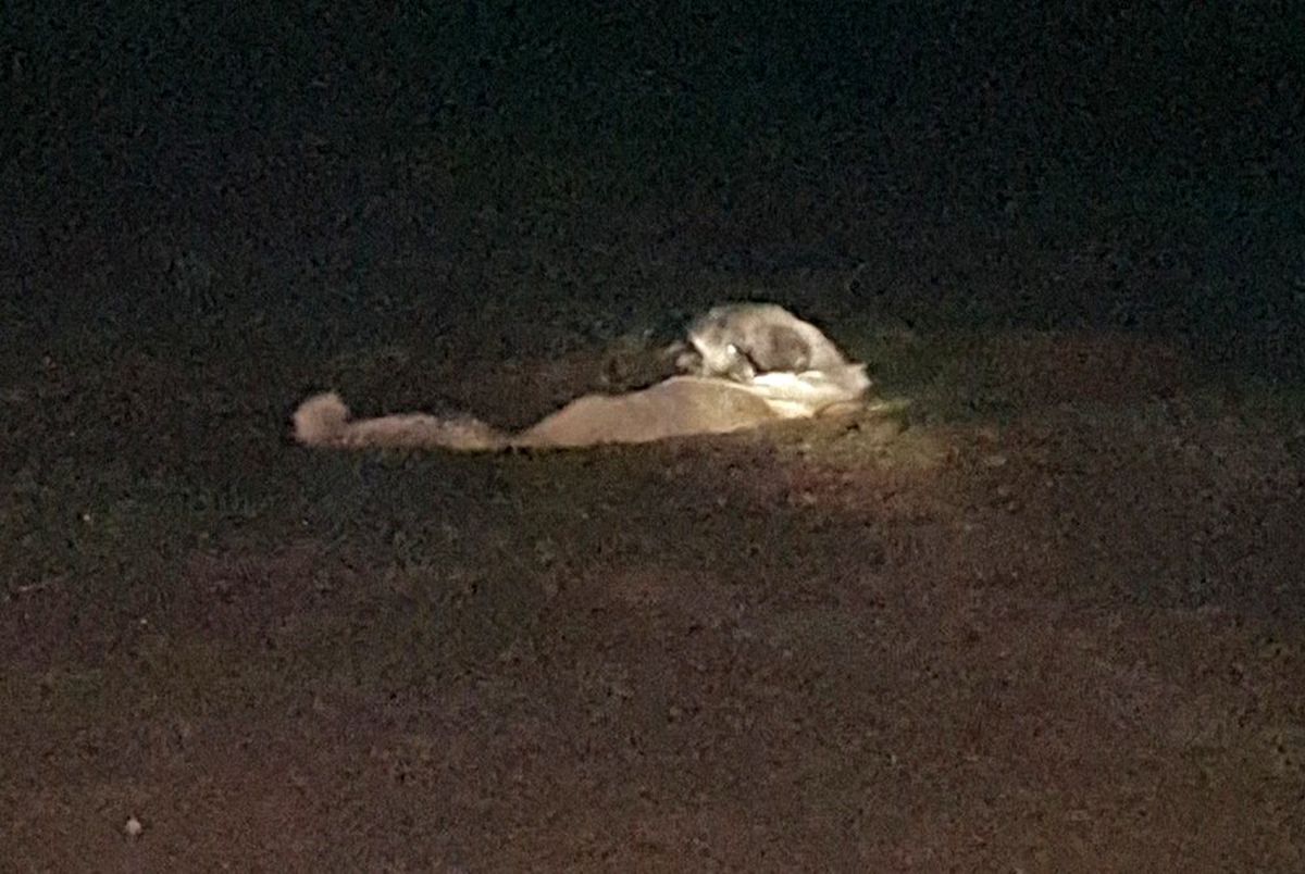 Gübreye batan köpeği itfaiye kurtardı