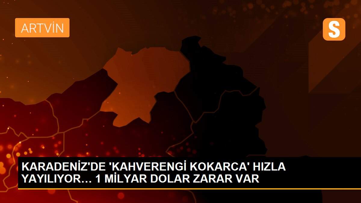 KARADENİZ\'DE \'KAHVERENGİ KOKARCA\' HIZLA YAYILIYOR… 1 MİLYAR DOLAR ZARAR VAR