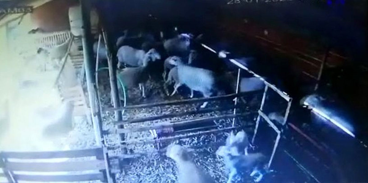Koyunların depreme tepkisi güvenlik kamerasında