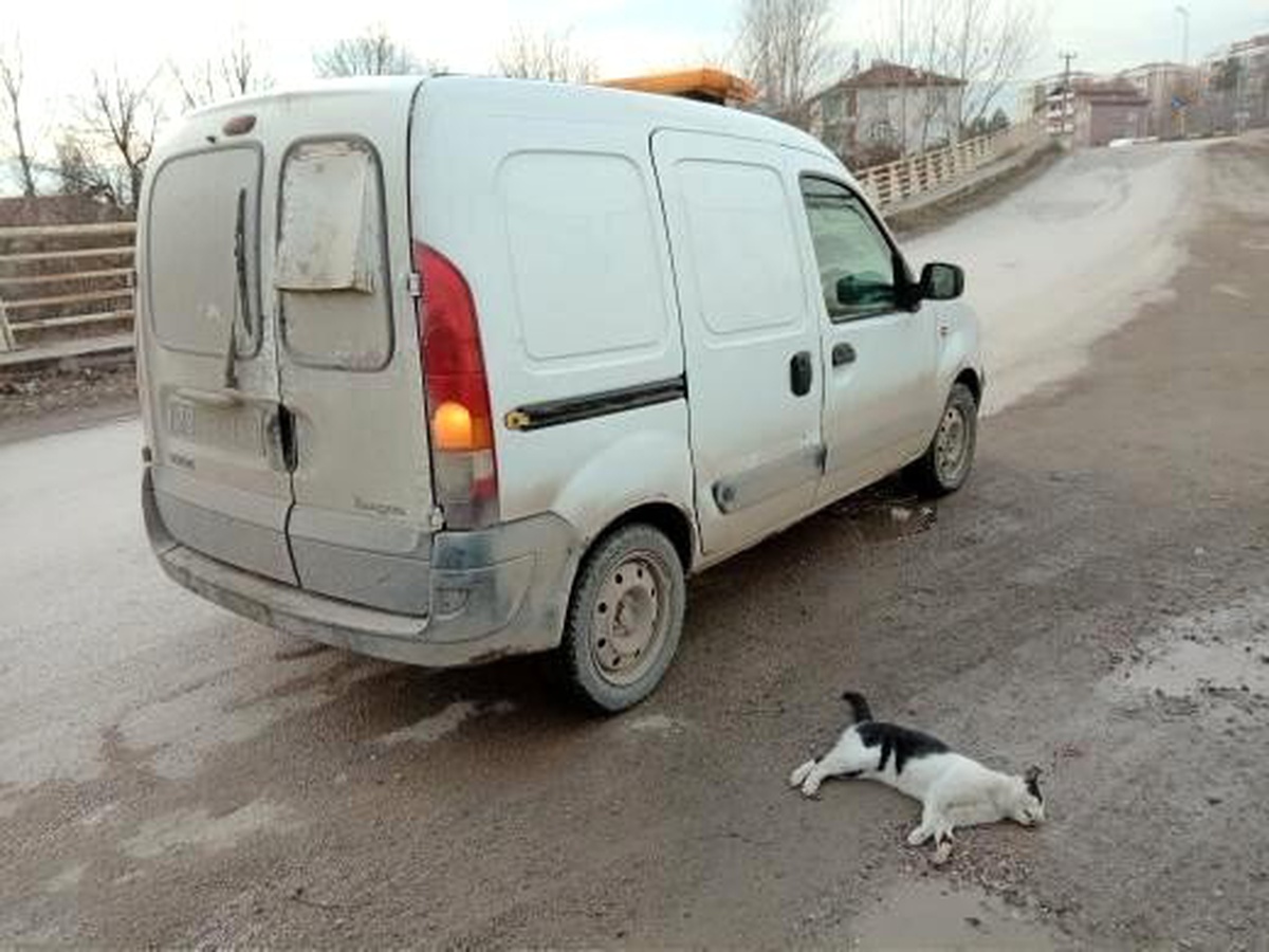 Otomobilin çarptığı kedi telef oldu, sürücü kaçtı