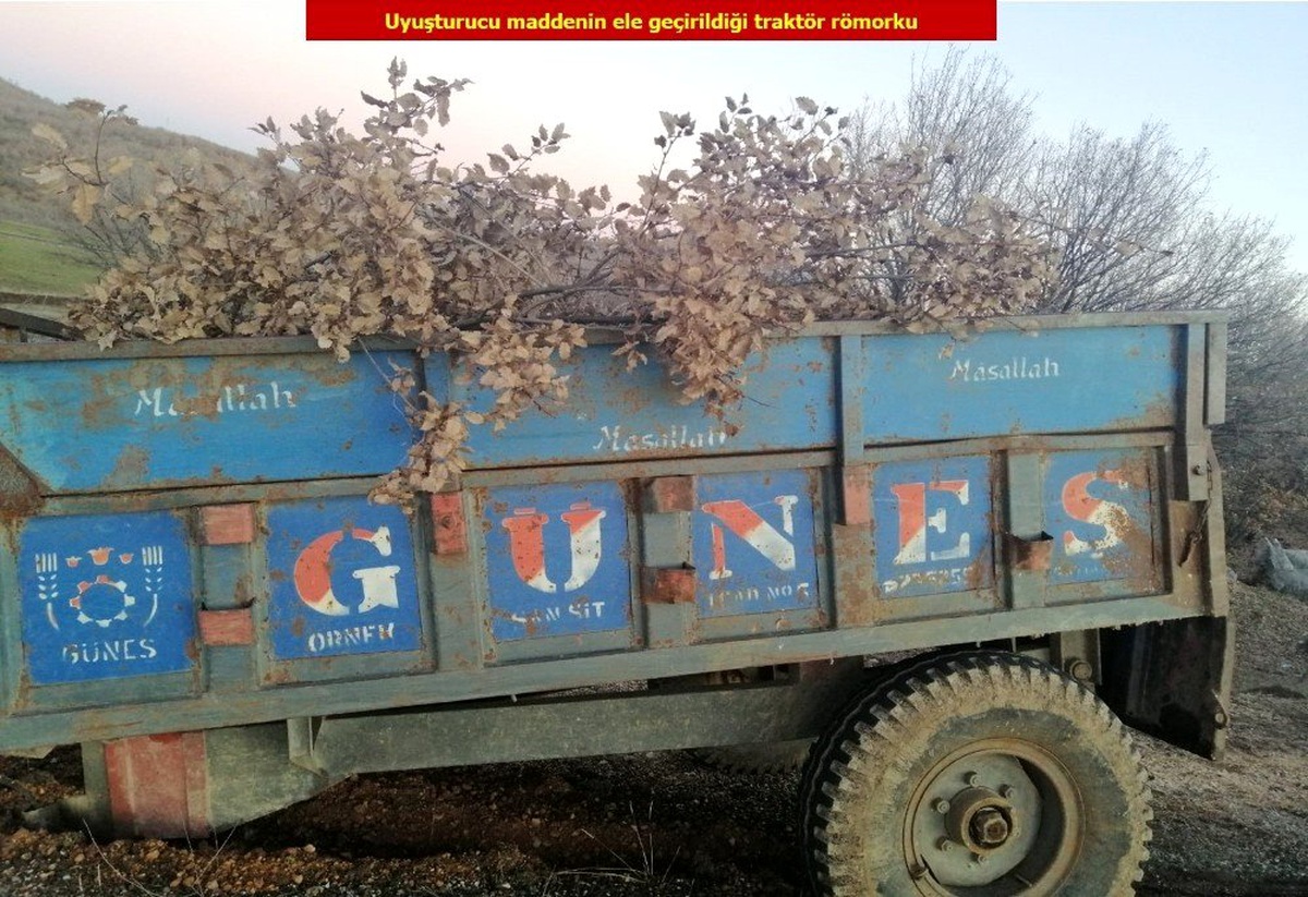 Uyuşturucuyu kestikleri ağaç dallarının arasına saklamışlar