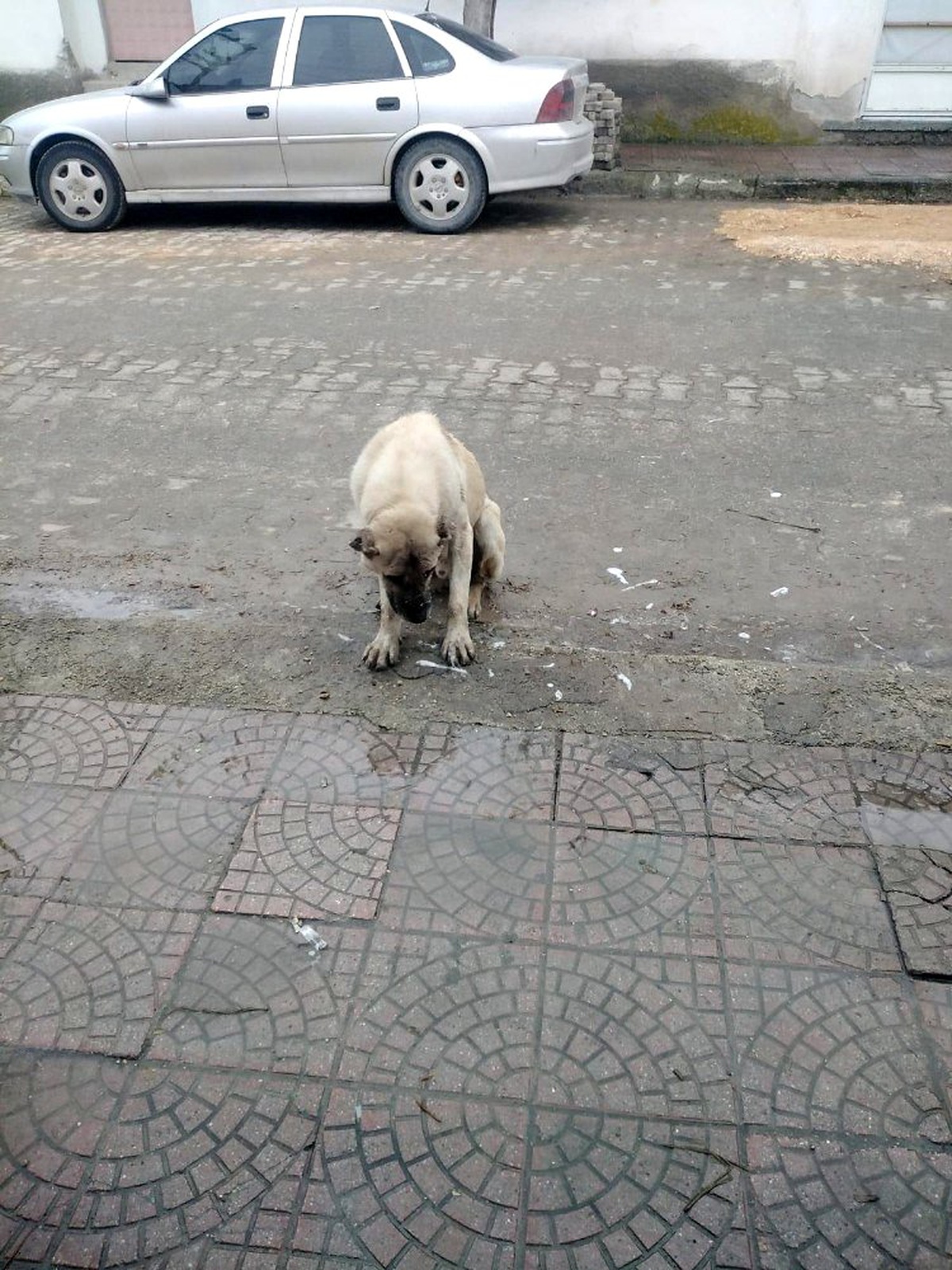 Zehirlenerek öldürülen köpeklerin katili aranıyor