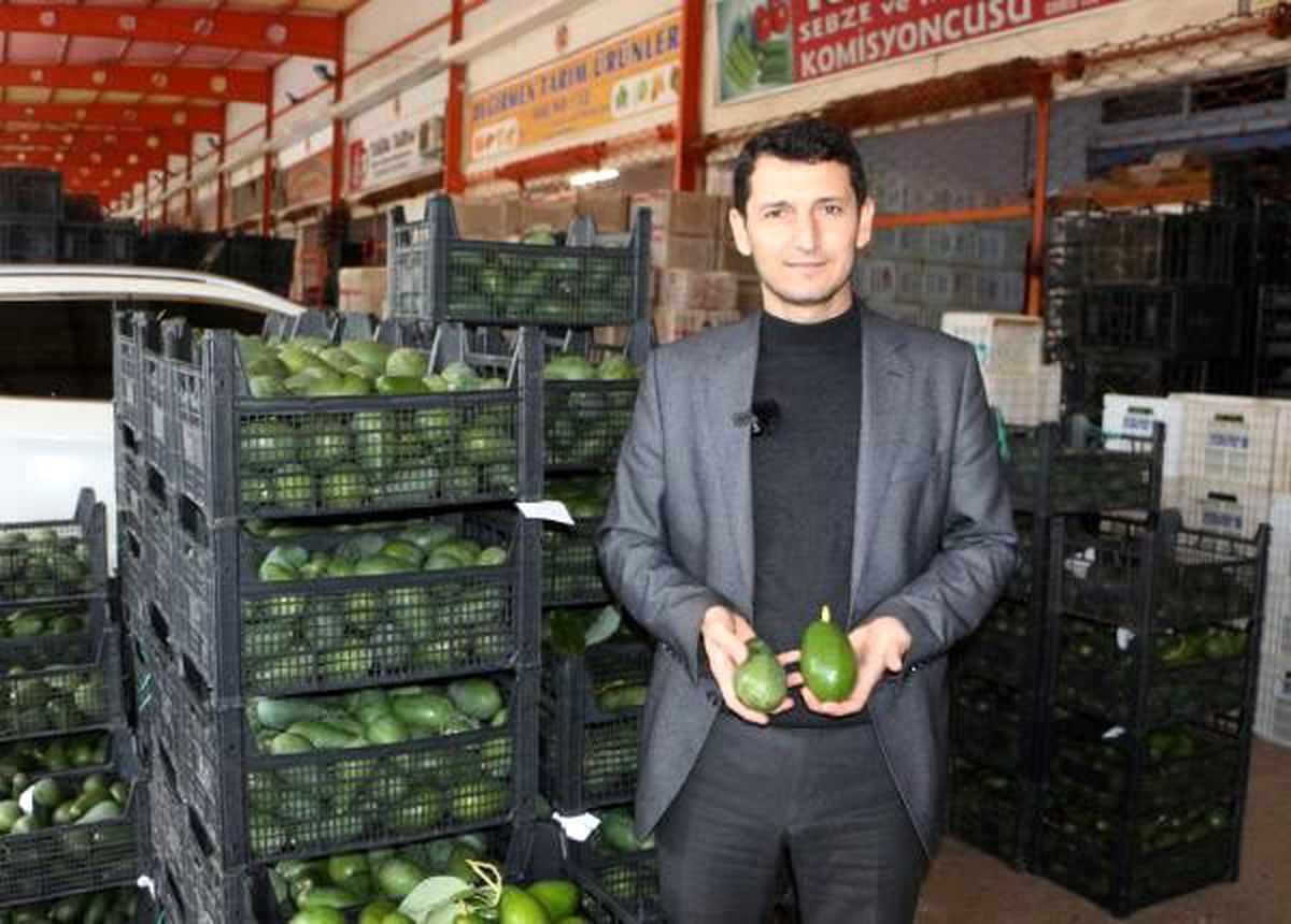 Alanya\'da avokado altın çağını yaşıyor