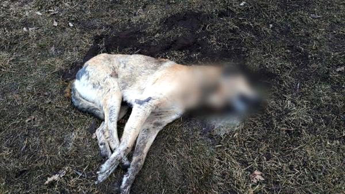Ankara\'da 20 sokak hayvanı zehirlenerek öldürüldü