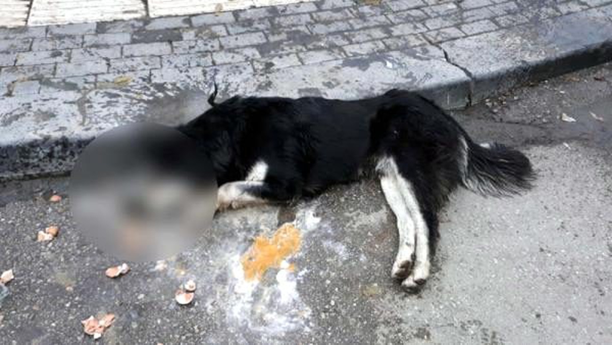 Ankara\'da 20 sokak hayvanının zehirlenerek öldürülmesine tepki