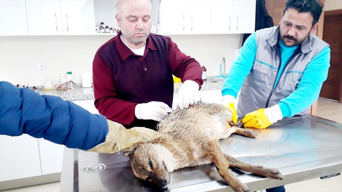 Bursa\'da yaralı çakal tedavi altına alındı
